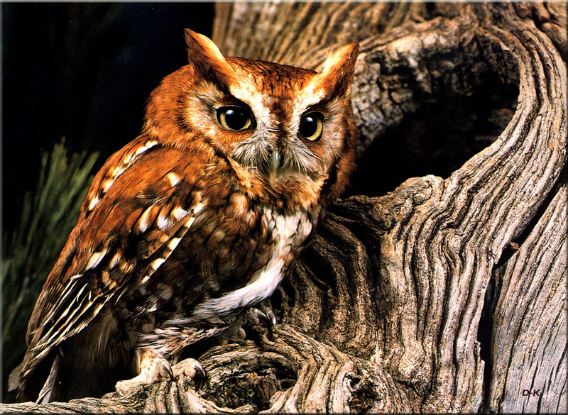 dk 057 Eastern Screech Owl.jpg