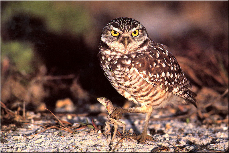 dk 060 Burrowing Owl.jpg