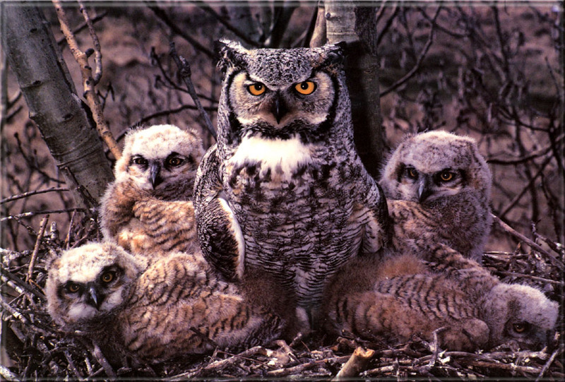 dk 063 Great Horned Owl Family.jpg