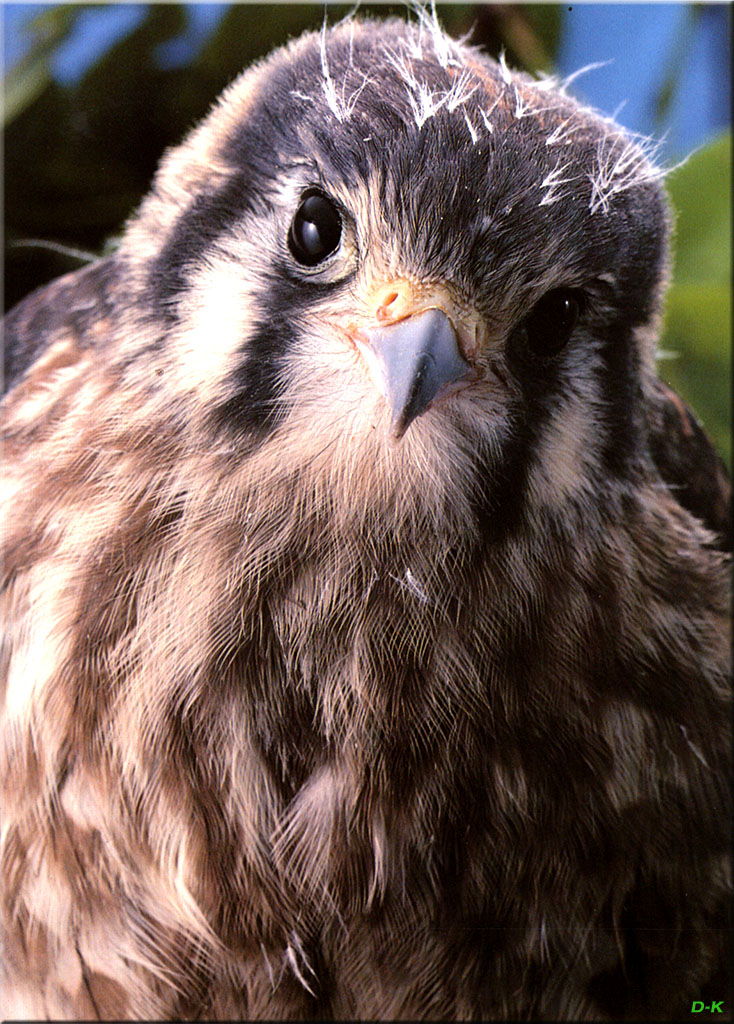 dk 064 Kestrel Falcon (Female Fledgling).jpg
