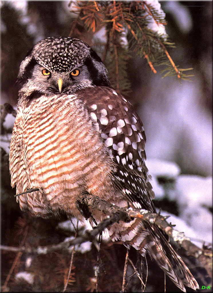 dk 066 Northern Hawk Owl.jpg