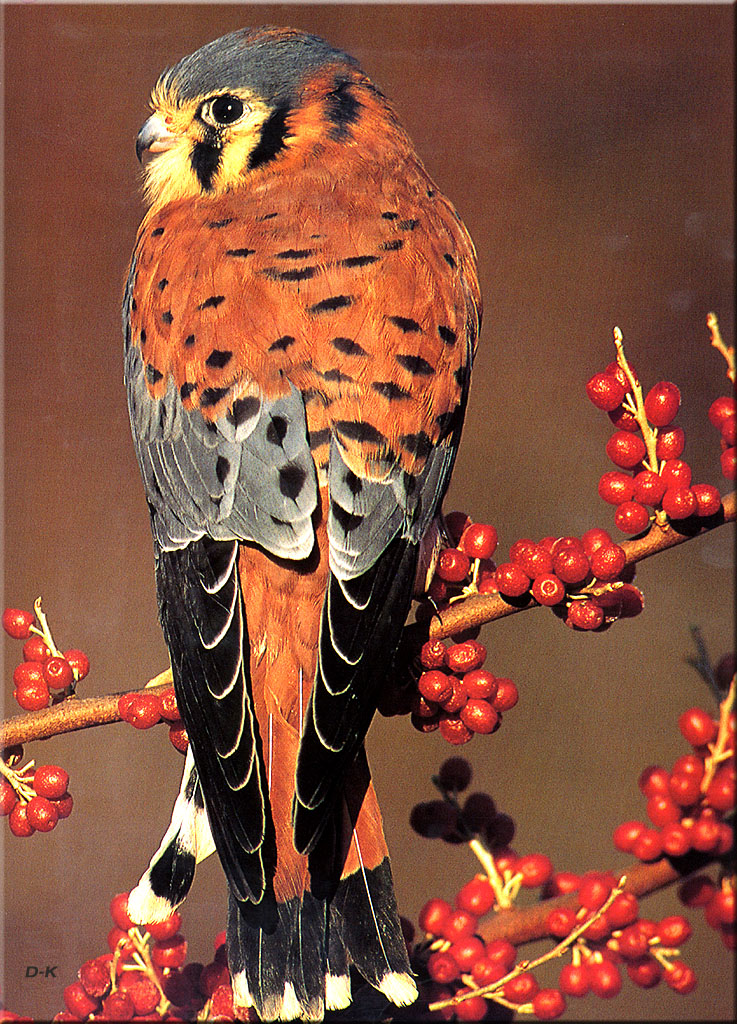 dk 069 American Kestrel Hawk aka Sparrow Hawk.jpg
