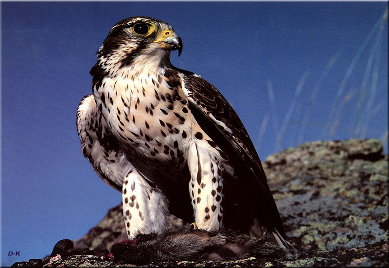 dk 075 Prairie Falcon.jpg