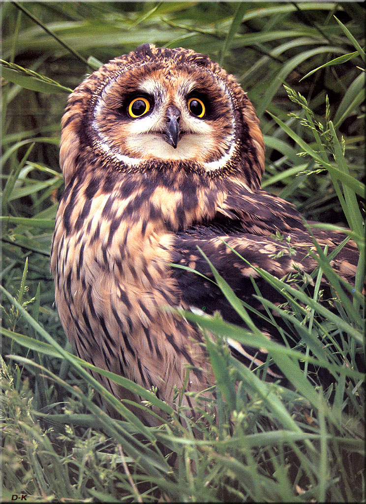 dk 078 Short Eared Owl.jpg