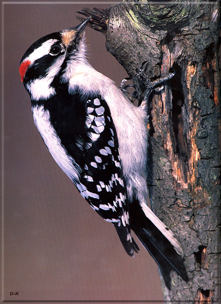 dk 091 Downy Woodpecker.jpg