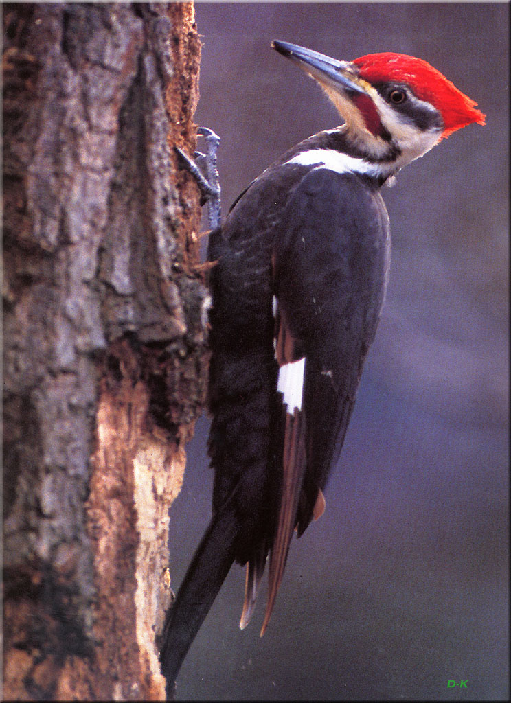 dk 093 Pileated Woodpecker.jpg
