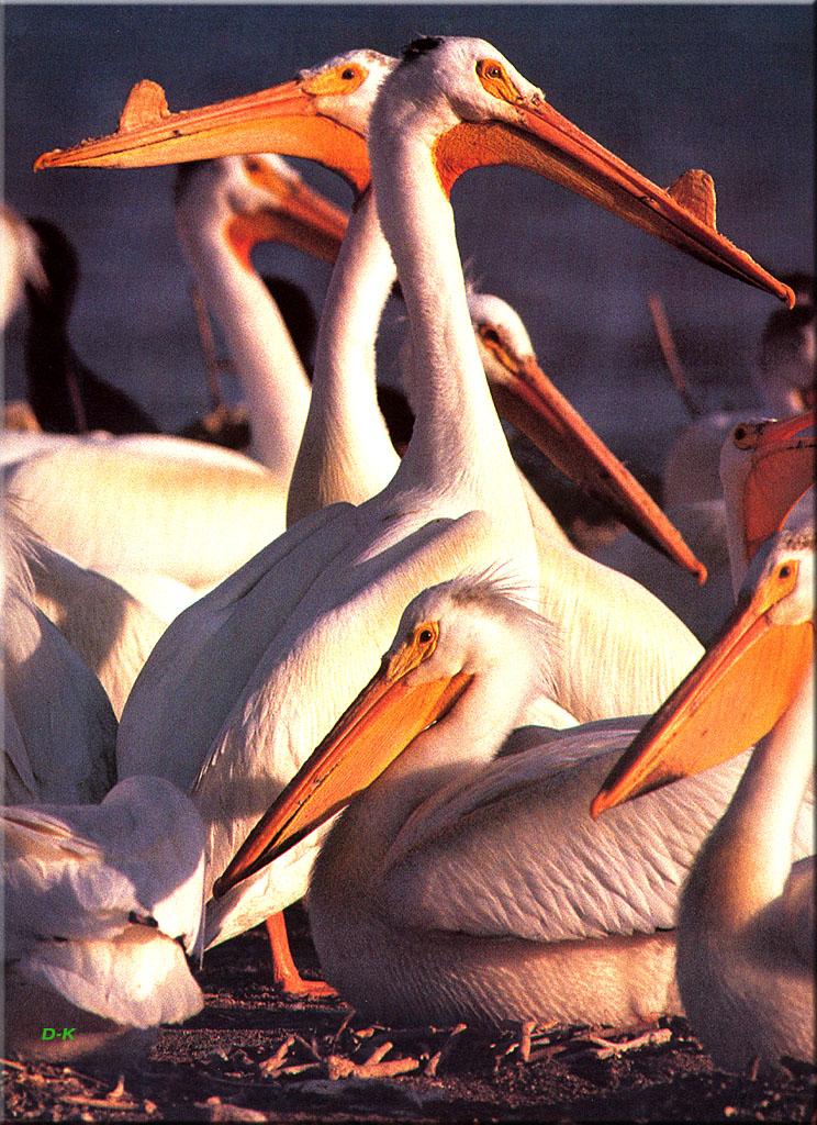 dk 139 White Pelicans.jpg
