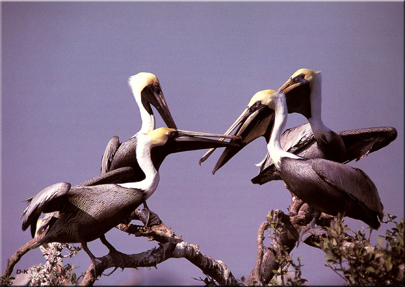 dk 140 Brown Pelicans.jpg