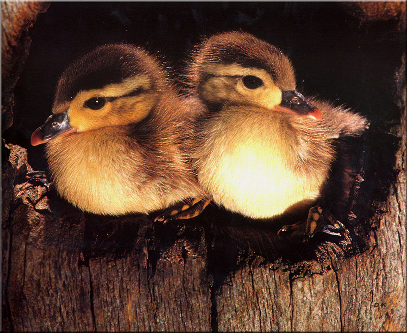 dk 156 Wood Duck Drake Chicks.jpg