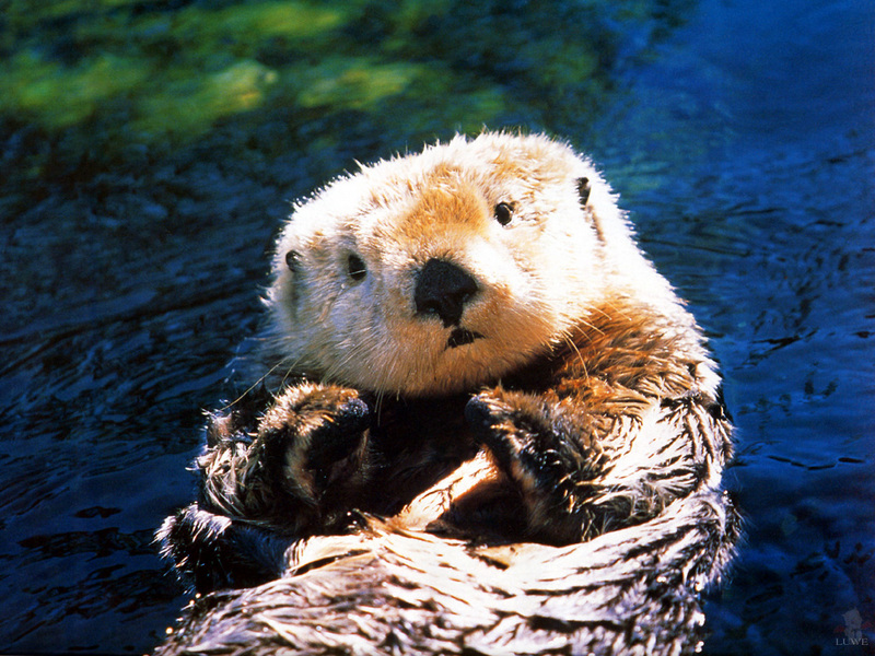 taw10 Sea Otter.jpg