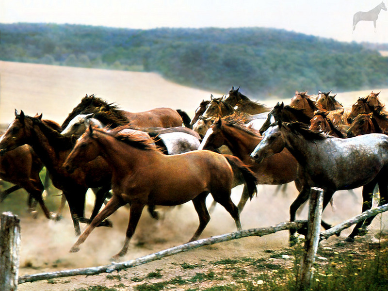 Equus-SDC02 Mustang Herd.jpg