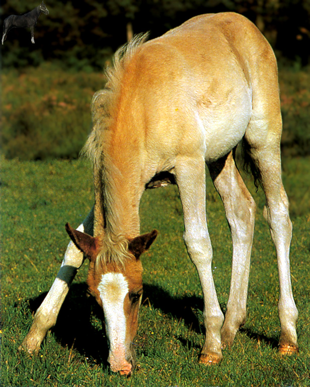 Equus-SDC04 New Forest Colt.jpg