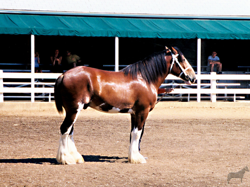 Equus-SDC11 Shire Stallion@Kentucky Horse Park Show.jpg