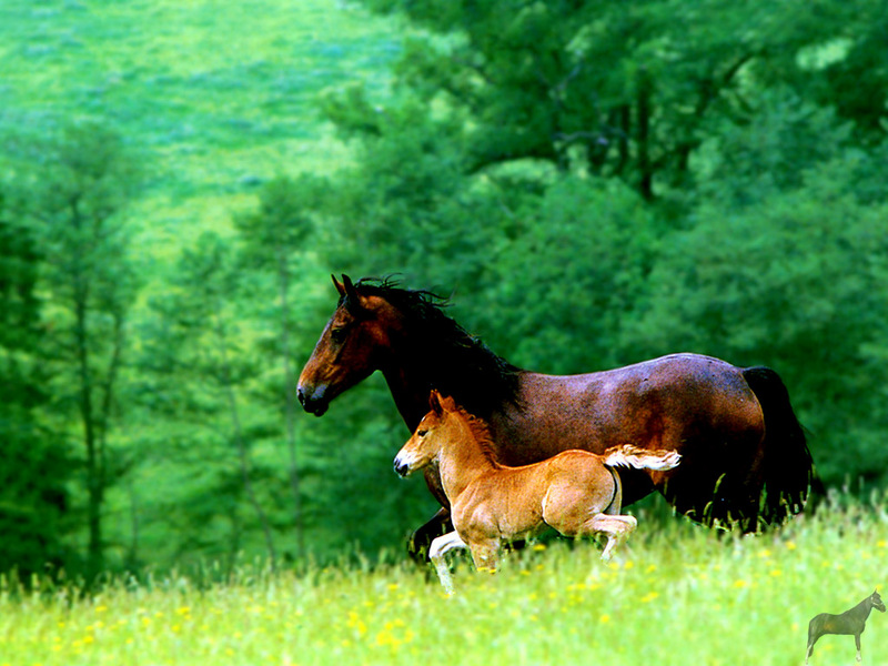 Equus-SDC14-Welsh Mountain Pony mother & colt.jpg