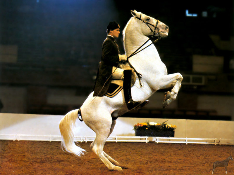 Equus-SDC30-Lippizan Performing the Levade.jpg
