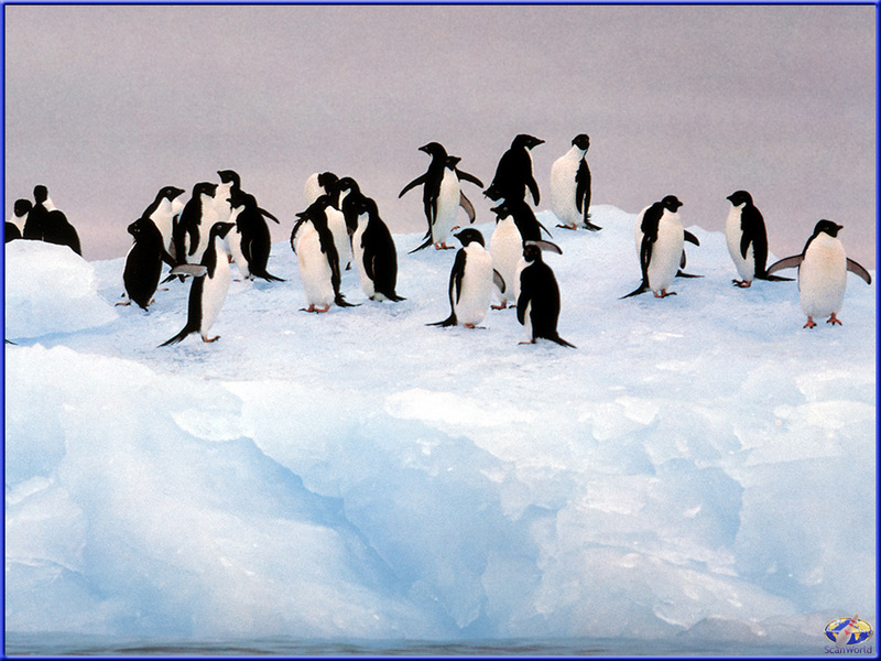 PinSW Taschen Calendar 001 Adelie Penguins.jpg
