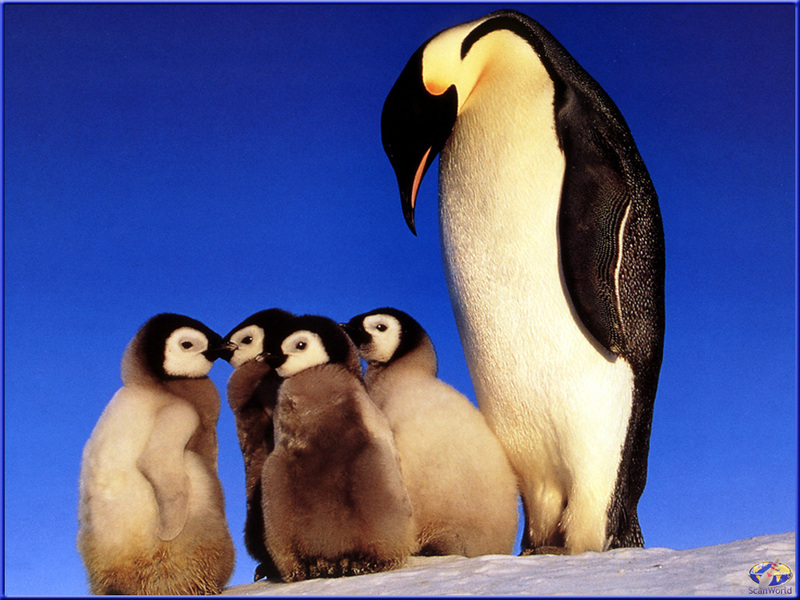 PinSW Taschen Calendar 002 Emperor Penguin And Chicks.jpg