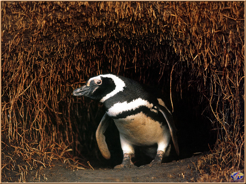 PinSW Taschen Calendar 003-Magellanic Penguin.jpg