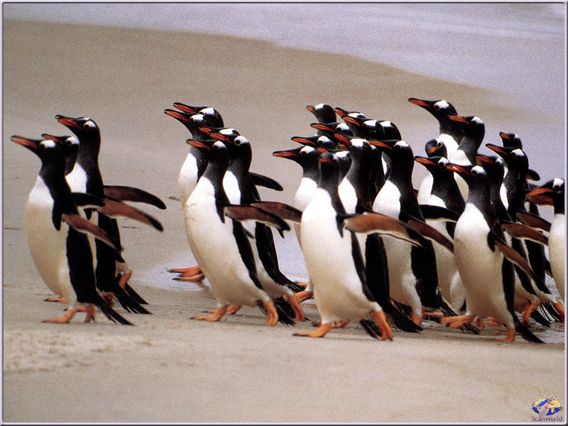 PinSW Taschen Calendar 004-Gentoo Penguins Running.jpg
