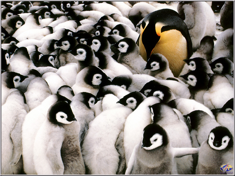 PinSW Taschen Calendar 005 Emperor Penguin With Chicks.jpg