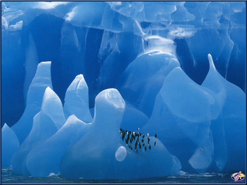 PinSW Taschen Calendar 006-Chinstrap Penguins On Iceberg.jpg