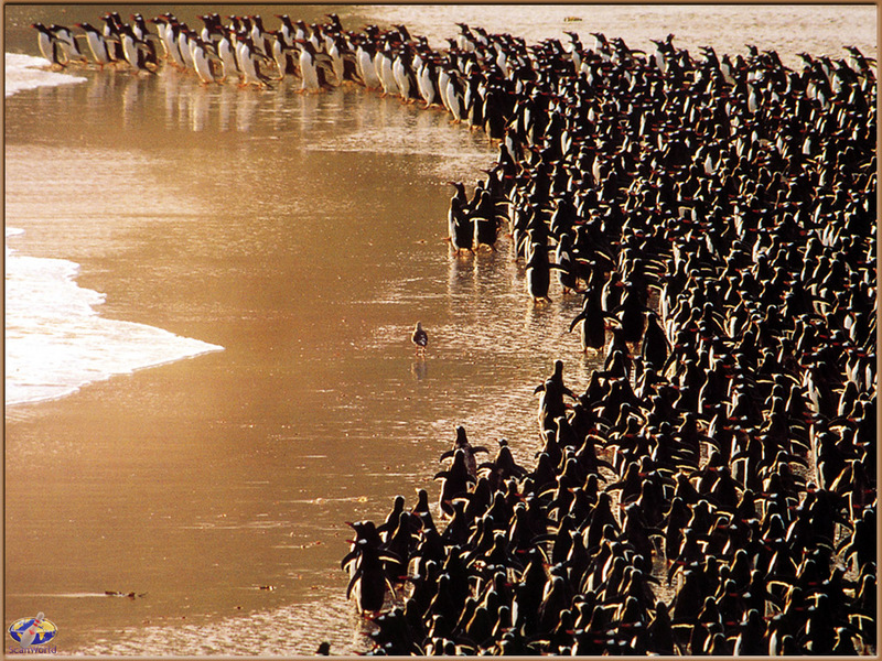 PinSW Taschen Calendar 007-Gentoo Penguins on Beach.jpg