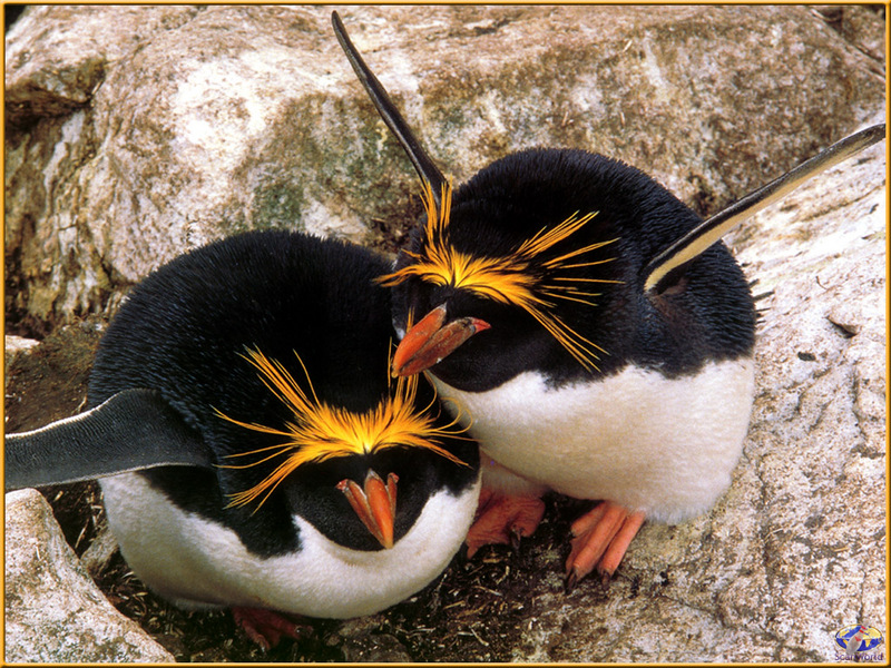 PinSW Taschen Calendar 008-Macaroni Penguin Couple.jpg