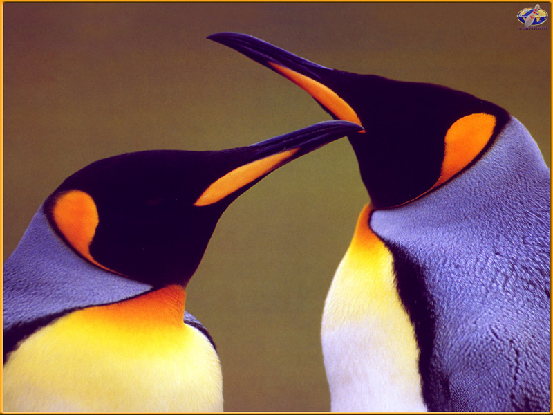 PinSW Taschen Calendar 009-King Penguins.jpg