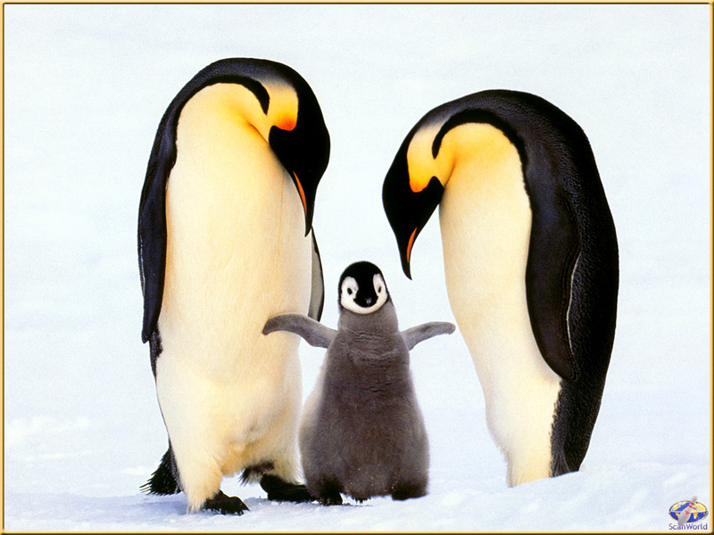 PinSW Taschen Calendar 012 Emperor Penguin Family.jpg