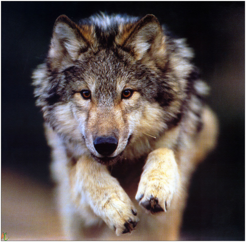 f Wolves99 08.jpg