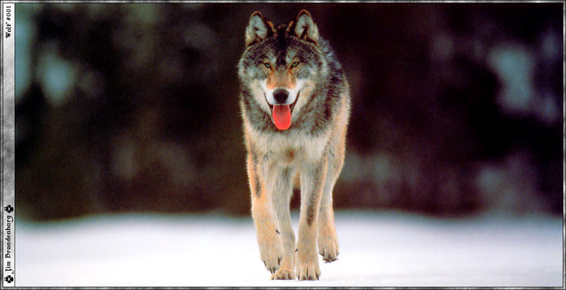 f wolf 001 Jim-Brandenburg.jpg