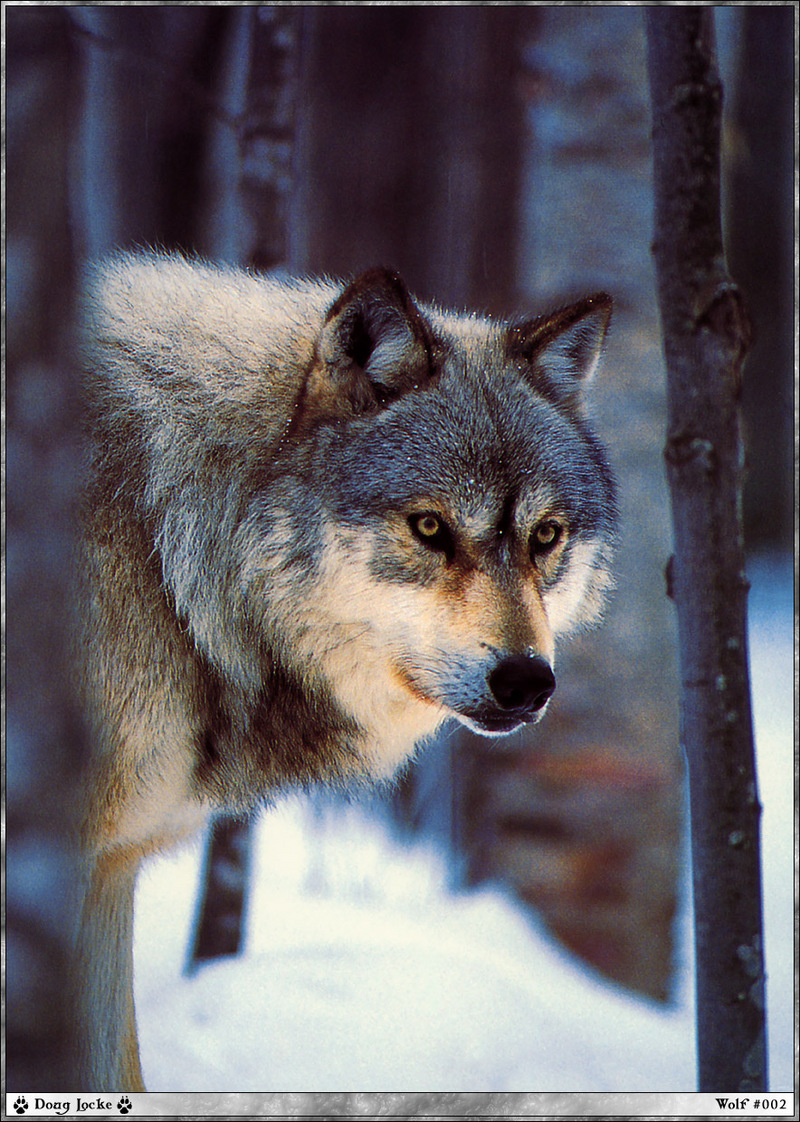 f wolf 002 Doug-Locke.jpg