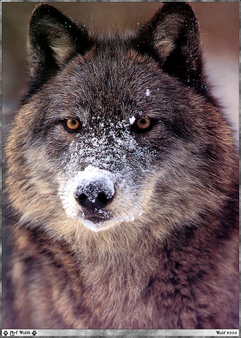 f wolf 004 Art-Wolfe.jpg