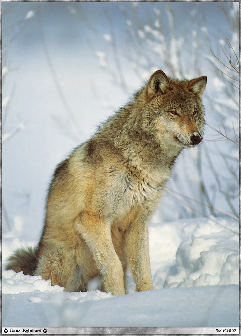 f wolf 007 Hans-Reinhard.jpg