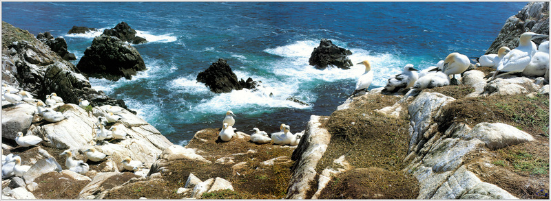 MnnS SWD - Ireland - Gannets on the Saltee Islands.jpg