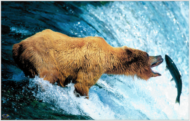 MnnS SWD - USA - Brown Bear at Brooks Falls - Alaska.jpg