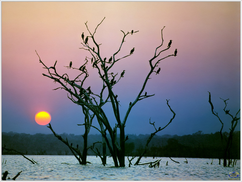 MnnS SWD - Zimbabwe - Lake Kariba.jpg
