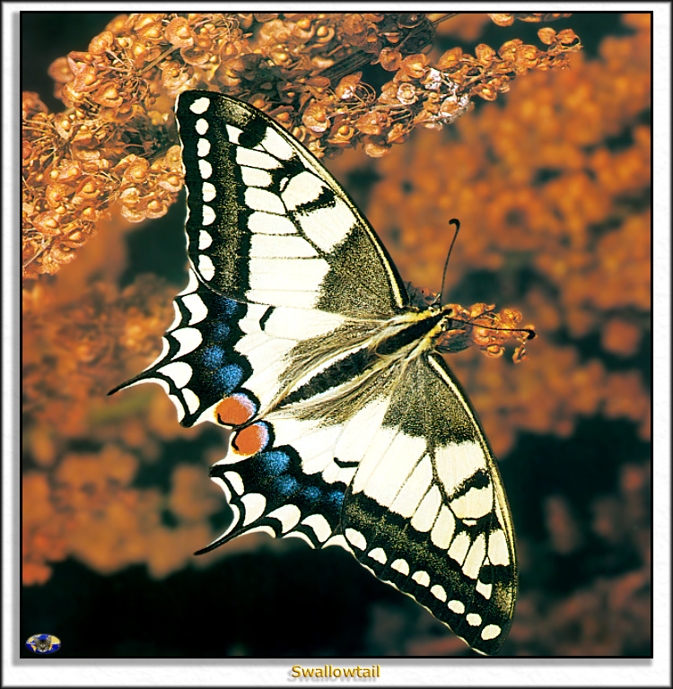 MnnV SW N001 Swallowtail.jpg