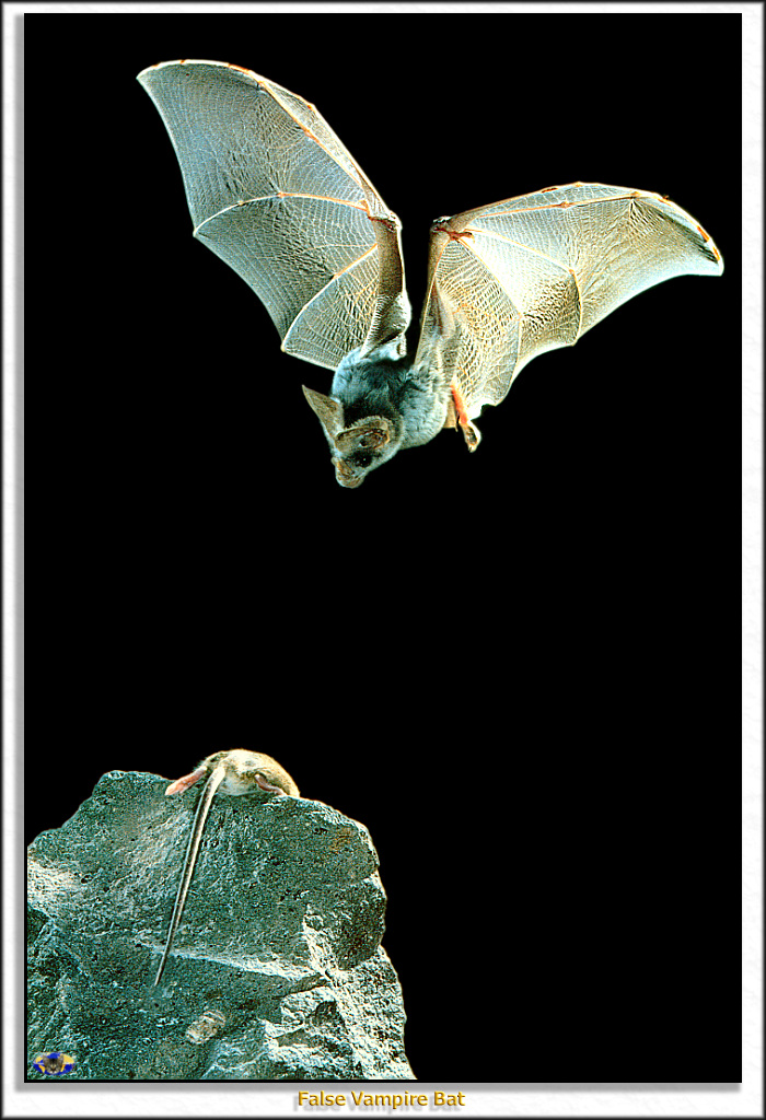 MnnV SW N003 False Vampire Bat.jpg