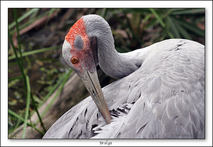 17-04-05-brolga-20L-3037. jpg.jpg