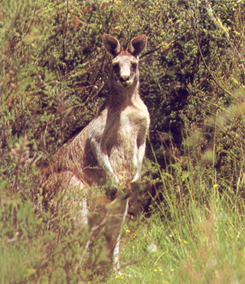 AWC004 Eastern Grey Kangaroo oz.jpg
