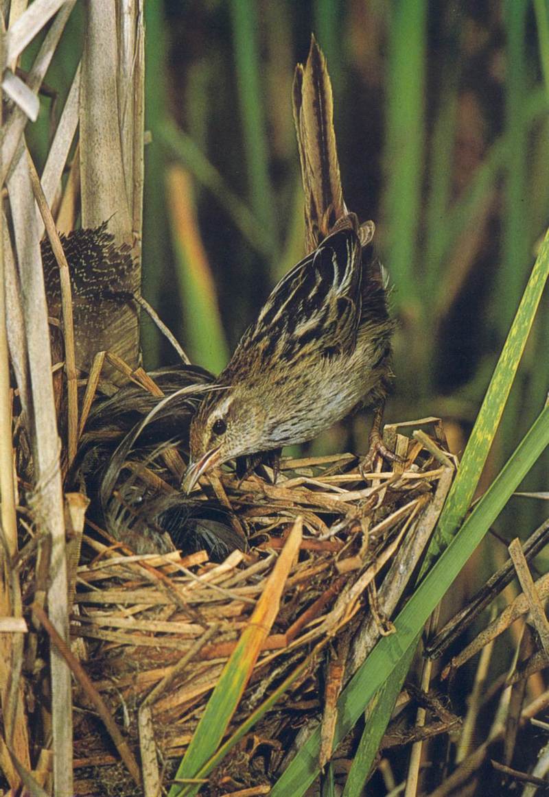 AWC024 Little Grass-bird oz.jpg