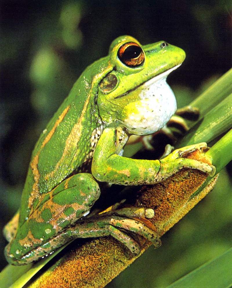 AWC026 Green and Gold Bell Frog oz.jpg