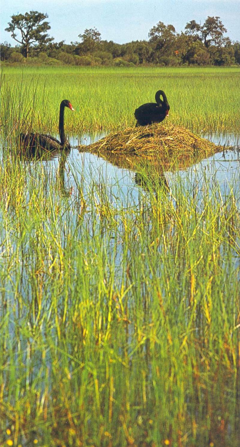 AWC029 Black Swan (nesting) oz.jpg