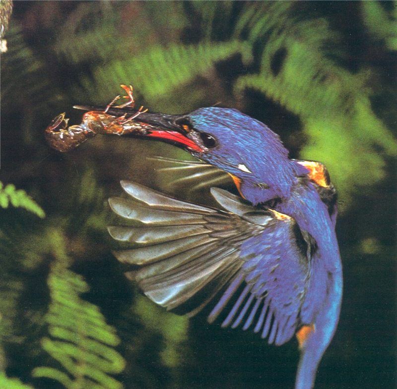 AWC058 Azure Kingfisher in action 01 oz.jpg