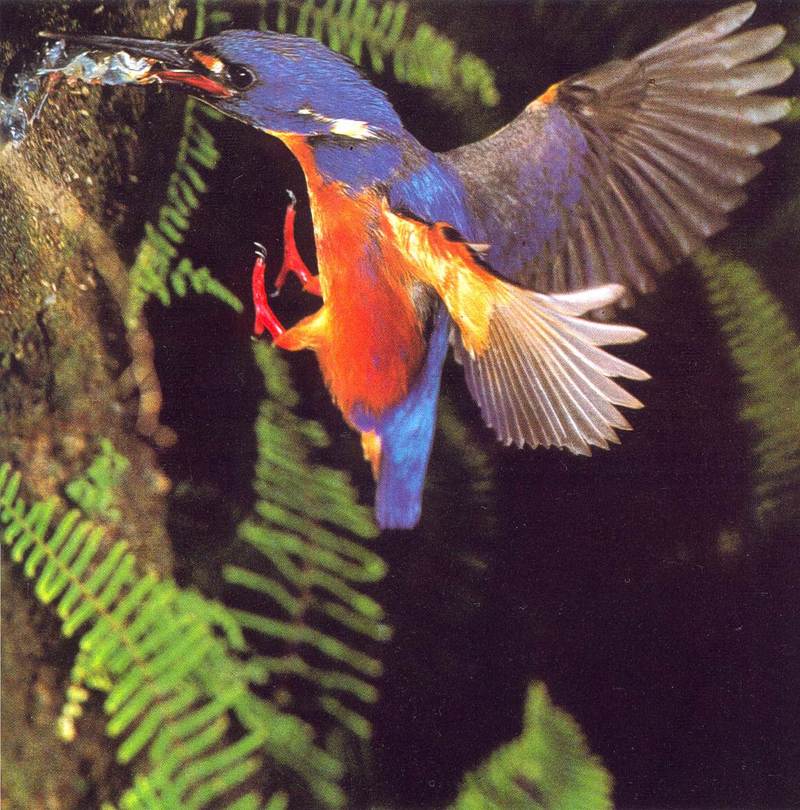 AWC059 Azure Kingfisher in action 02 oz.jpg