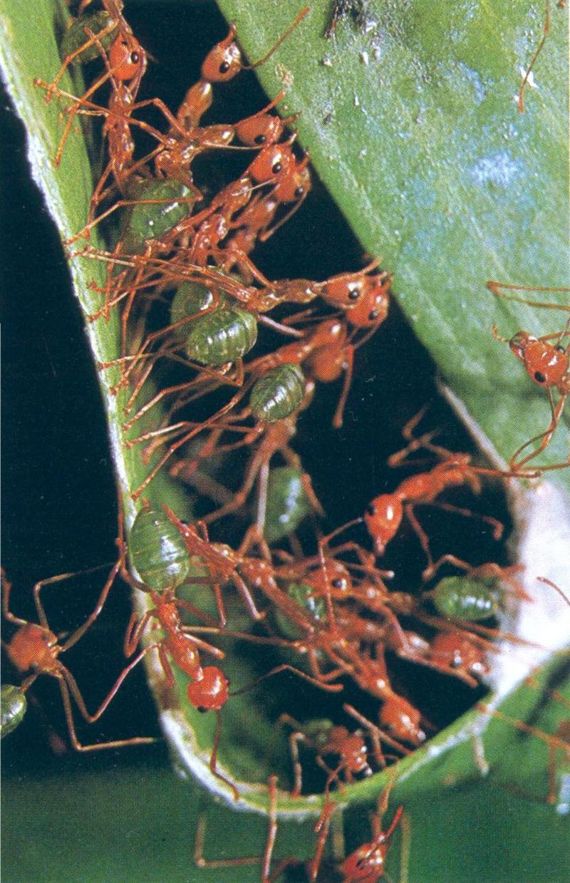 AWC064 Green Tree Ants oz.jpg