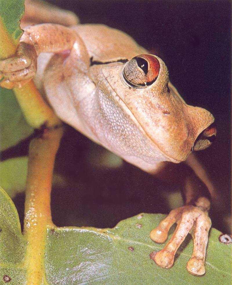 AWC074 Red-eyed Tree Frog oz.jpg