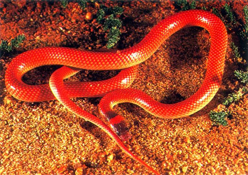 AWC085 Red-naped Snake oz.jpg