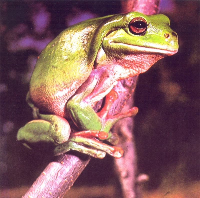 AWC089 Green Tree Frog oz.jpg